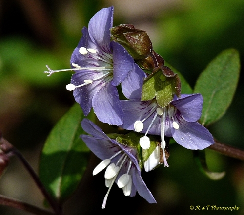 {Polemonium reptans}